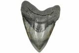 5.61" Fossil Megalodon Tooth - South Carolina - #203035-1
